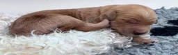 Goldendoodle honden te koop: Standaard goldendoodle pups fleece vacht - Advertentie 12
