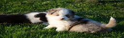 Kruising honden te koop: Border Collie Aussie pups geboren op boerderij(BE) - Advertentie 1
