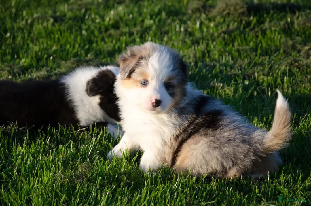 Kruising honden te koop: Border Collie Aussie pups geboren op boerderij(BE) - Advertentie 1