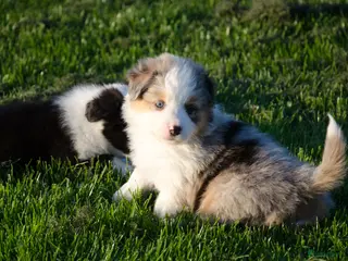 Kruising honden Border Collie Aussie pups geboren op boerderij(BE) - Advertentie 2