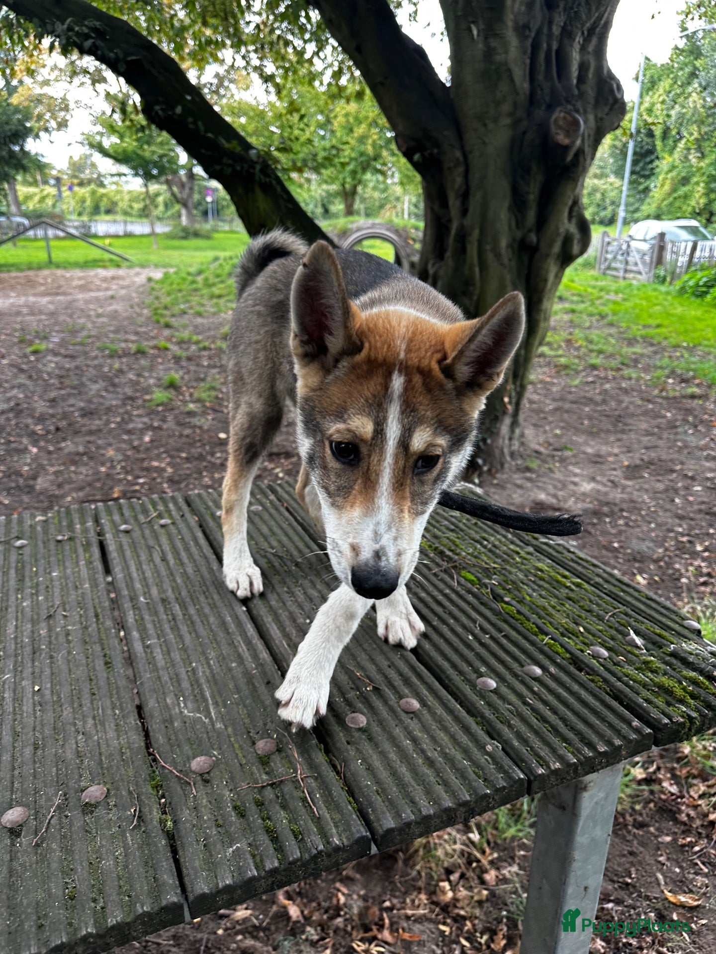 West Siberische Laika honden Oost Siberische Leica reu te koop - Advertentie 18
