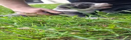 Amerikaanse Bully honden te koop: American Bully XL - Advertentie 19