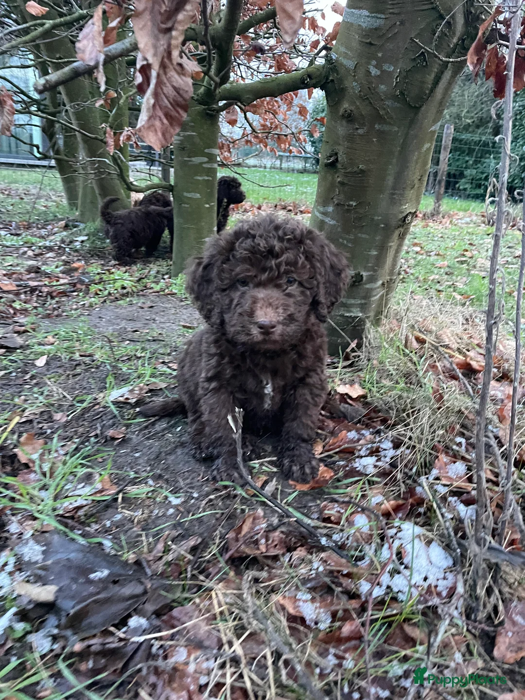 Labradoodle honden te koop: Mooie chocolade Labradoodle pups - Advertentie 4