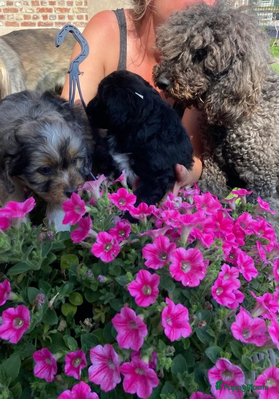 Aussiedoodle honden te koop: Australian doodle miniatuur - Advertentie 1