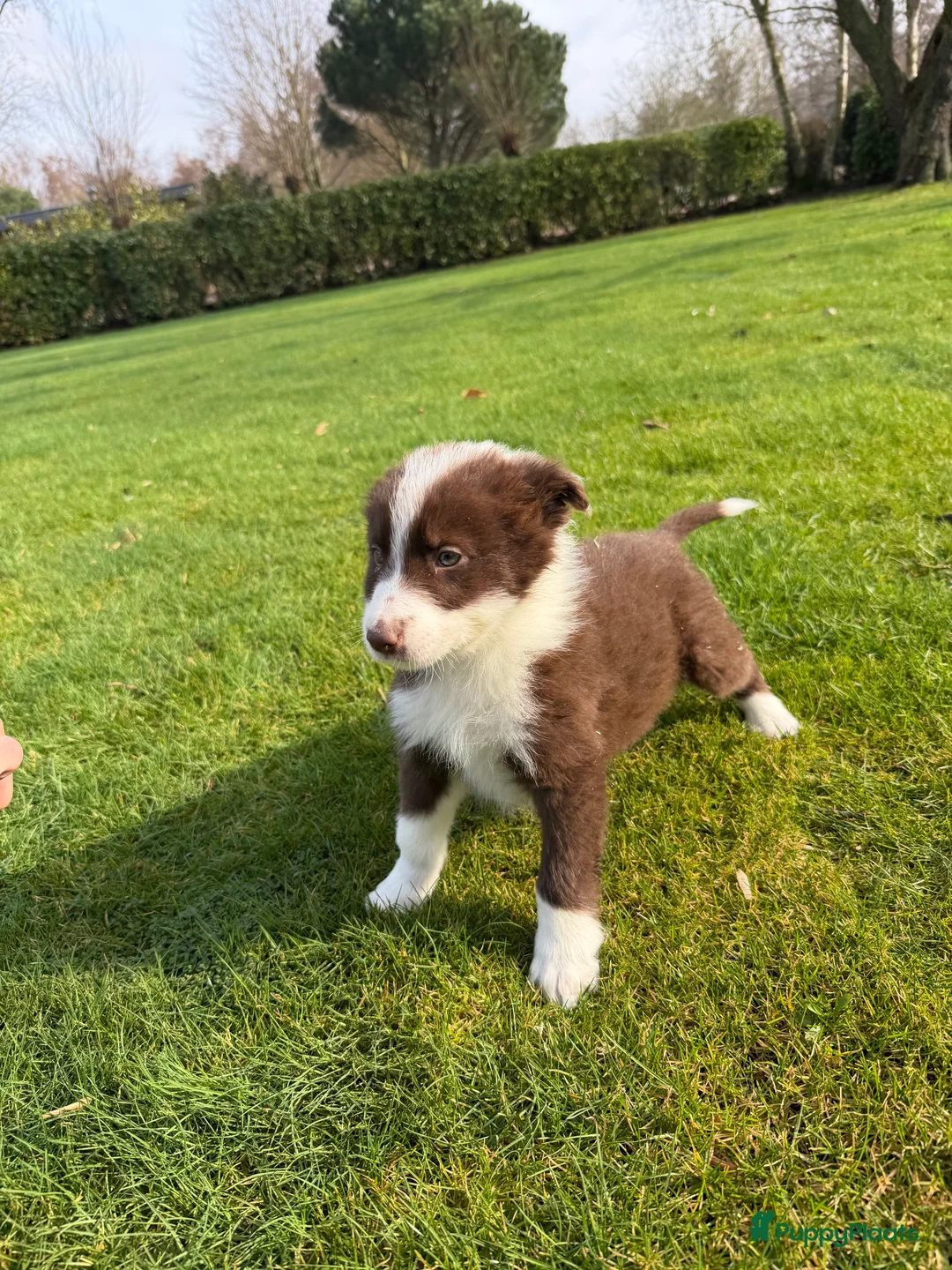 Kruising honden te koop: Australian Shepherd x Border Collie pups - Advertentie 13