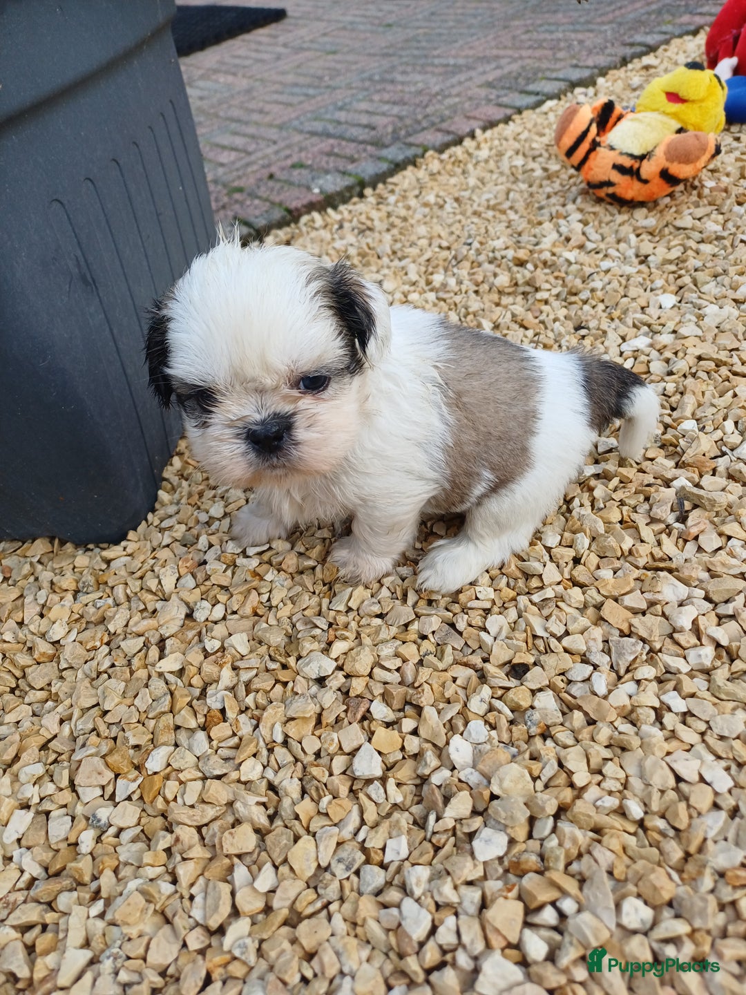 Shih Tzu honden te koop: leuke lieve ras zuiver shih tzu pups - Advertentie 9