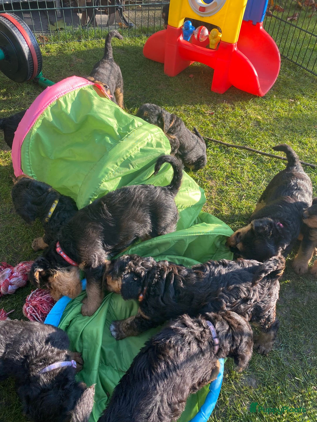 Airedale Terriër honden te koop: Airedale terriër pups  - Advertentie 23