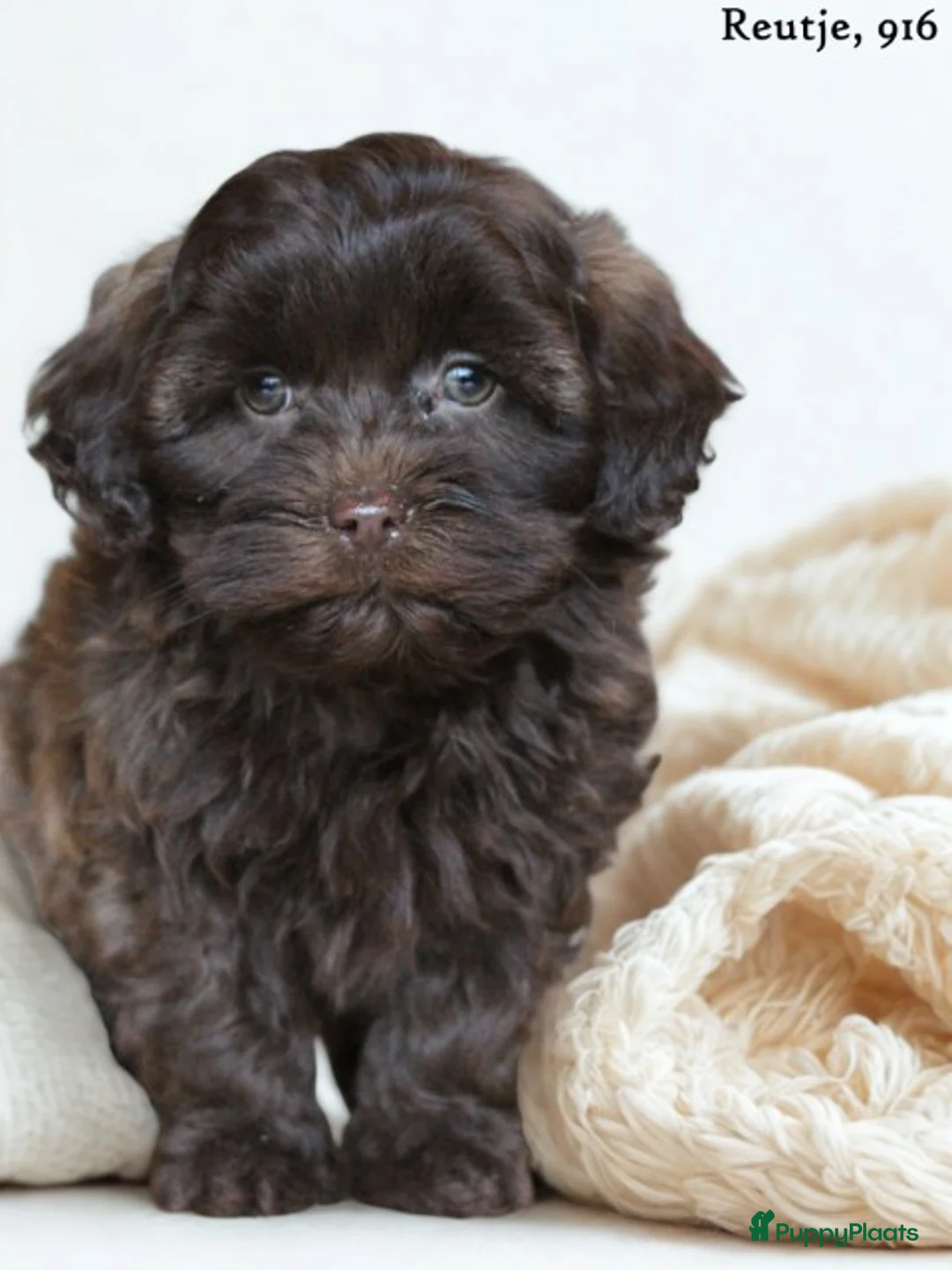 Kruising honden te koop: Knappe Mini doodle pups. - Advertentie 2