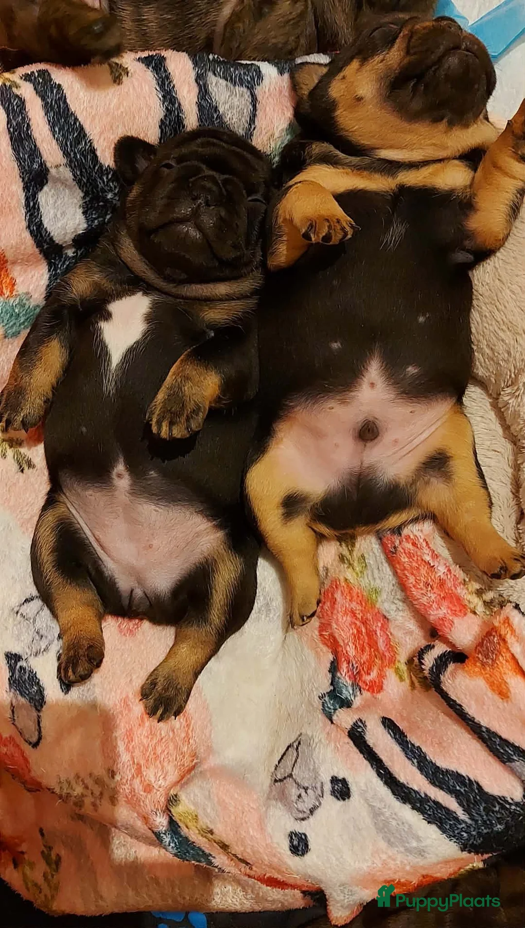 Franse Bulldog honden te koop: Prachtige Franse Bulldog pups met stamboom - Advertentie 14