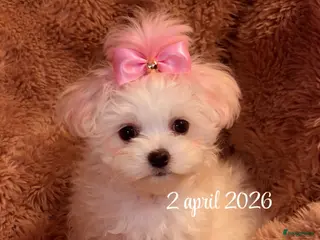 Maltezer honden Mini Maltezer - Advertentie 1