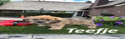 Overig honden te koop: Schattige Puppy's te koop - Advertentie 5