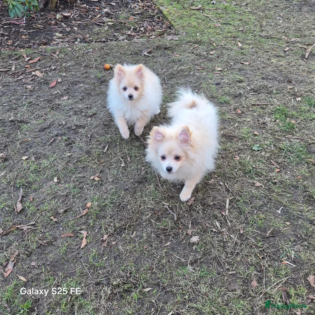 Pomeriaan honden te koop: VREUGDE VOOR ELKE ZORGZAME FAMILIE!!! - Advertentie 7