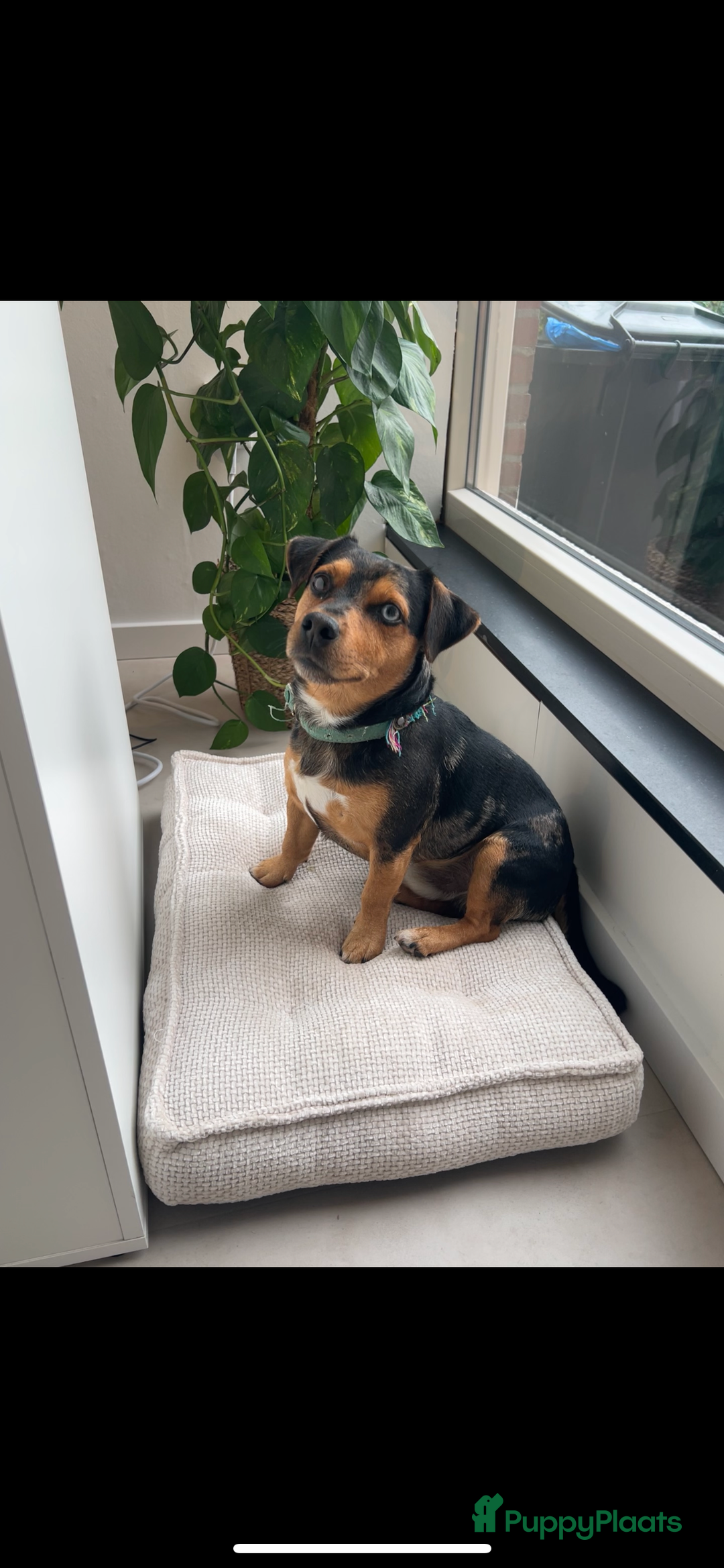 Jack Russel Terriër honden ter dekking: Dekreu Bruno  - Advertentie 2