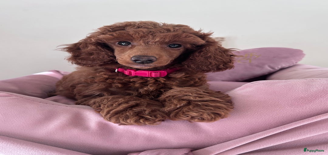 Galerij afbeelding {{count}}