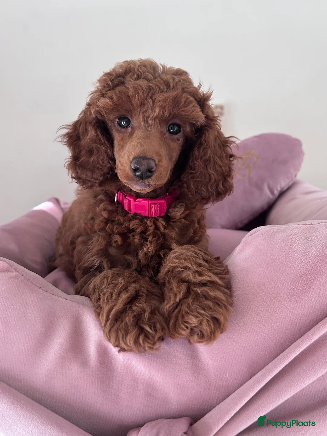 Galerij afbeelding {{count}}