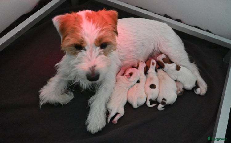 Jack Russel Terriër honden - Advertentie 2