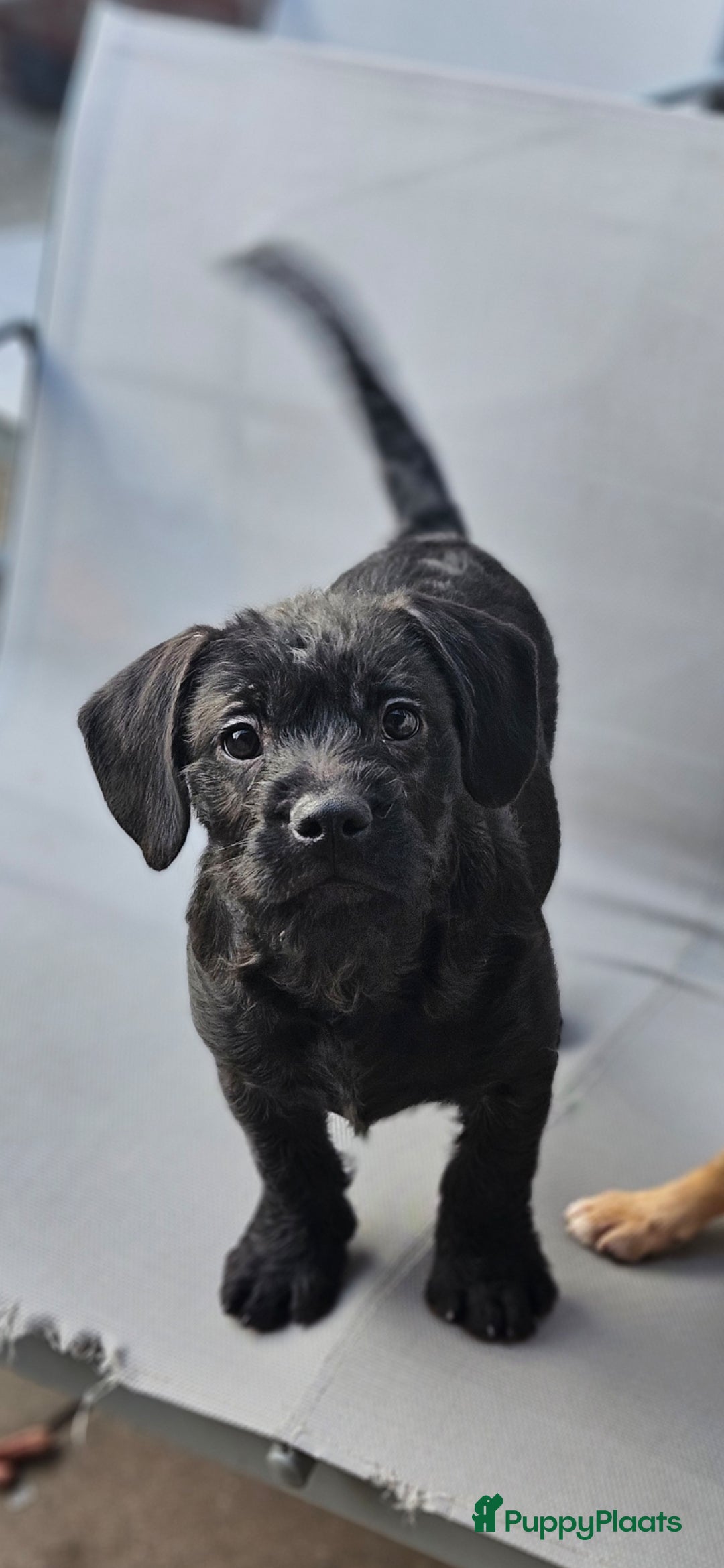 Kruising honden te koop: Super lieve Franse bulldog x toypoedel. - Advertentie 2