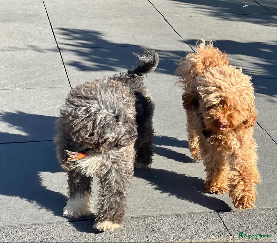 Poedel Toy honden te koop: Toy Poedel teefje - Advertentie 10