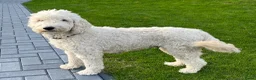 Labradoodle honden te koop: Mooie blonde Labradoodle 🐶 pups.  - Advertentie 10