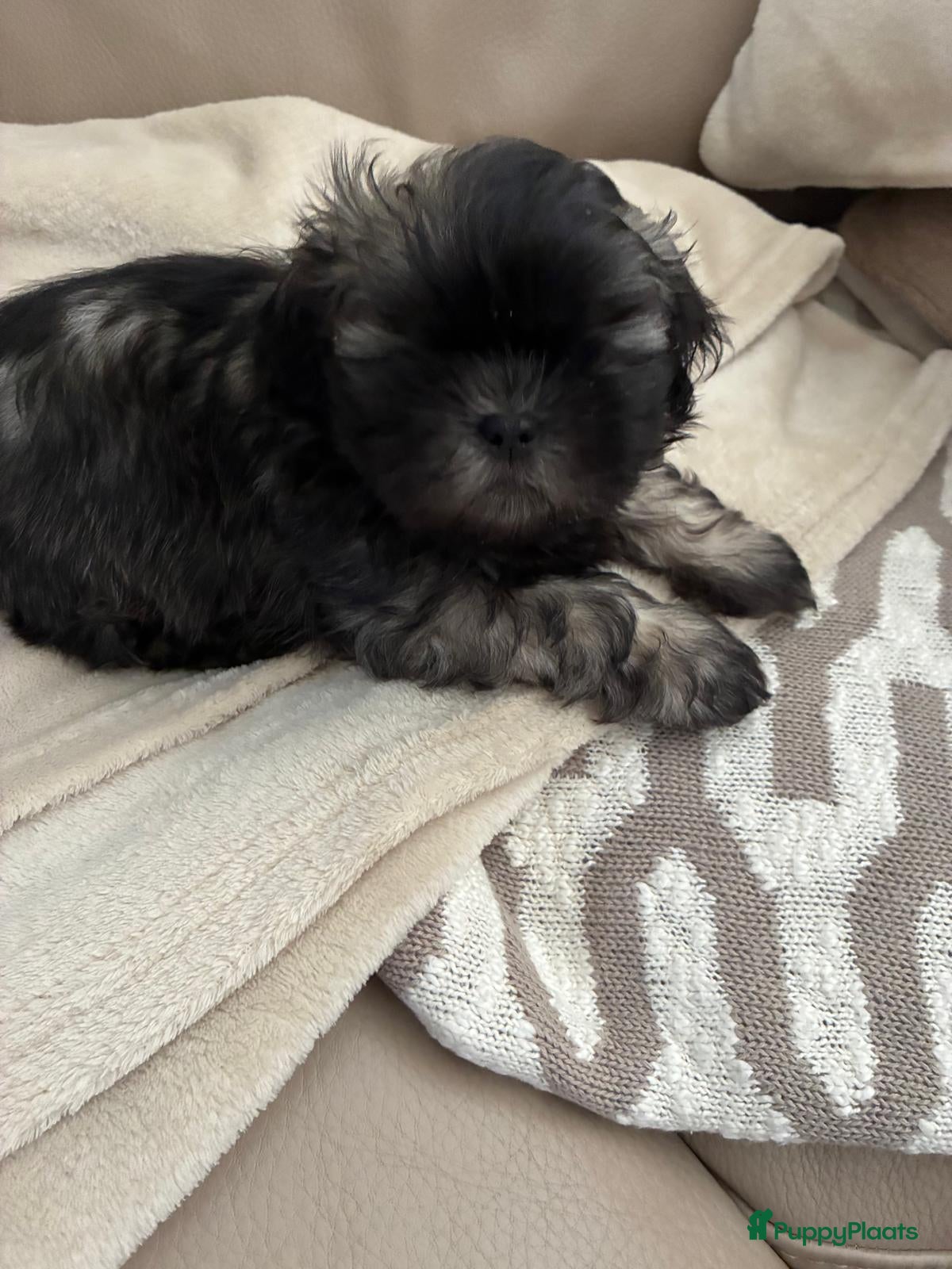 Shih Tzu honden Shih tzu pups  - Advertentie 1