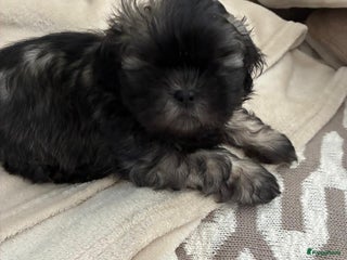 Shih Tzu honden Shih tzu pups - Advertentie 8