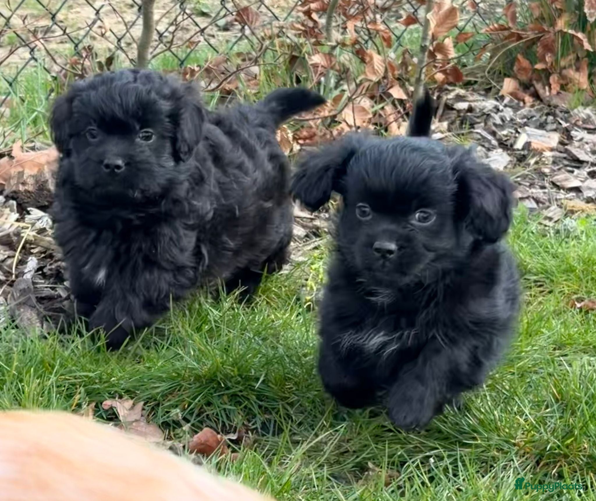 Boomer honden Nog 3 vrolijke boomer pups  - Advertentie 4