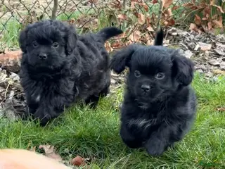 Boomer honden Nog 3 vrolijke boomer pups - Advertentie 4