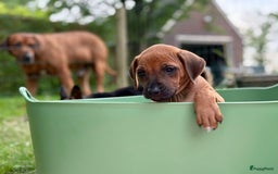 Rhodesian Ridgeback honden te koop: Prachtige en lieve ridgeback pups met stamboom - Afbeelding 1