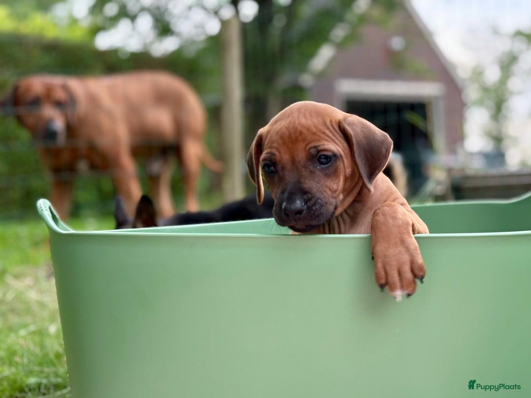 Rhodesian Ridgeback honden te koop: Prachtige en lieve ridgeback pups met stamboom - Afbeelding 1