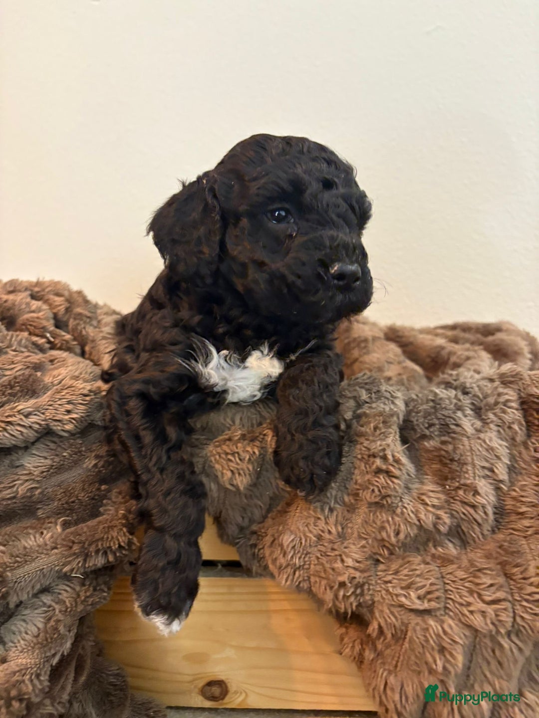 Maltipoo honden te koop: Maltipoo mini pup - Advertentie 16