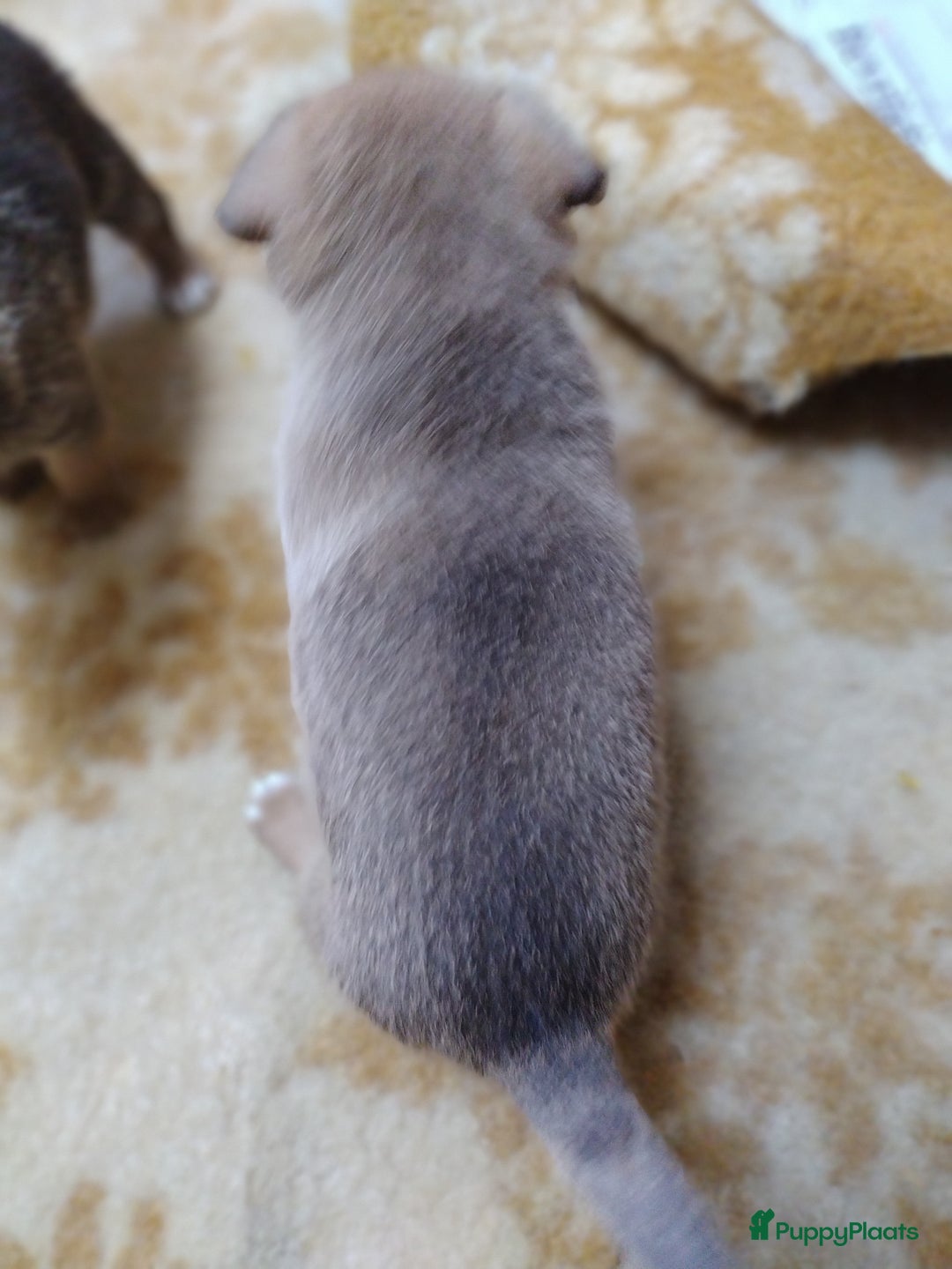 Kruising honden te koop: Jack Russell terriër kruising met pomeriaan reu in Eemnes - Afbeelding 10