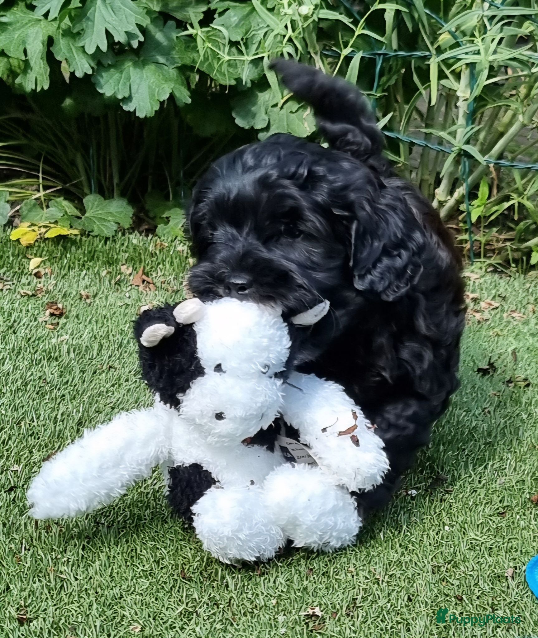 Kruising honden Prachtige pup - Advertentie 2