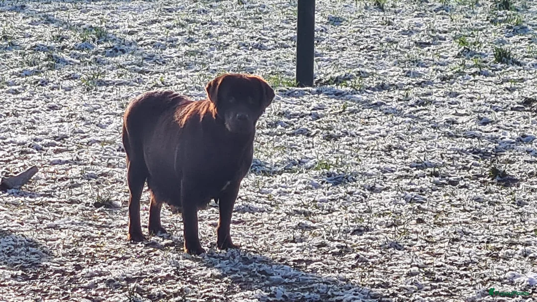 Kruising honden te koop: Unieke Borador pups F1 van Stamboom ouders - Advertentie 6