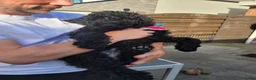 Australian Labradoodle honden te koop: Australian Labradoodle-teefje uit geteste ouders  - Advertentie 9
