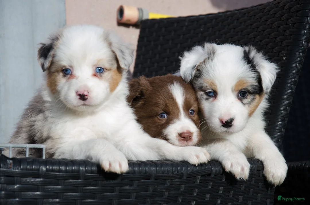 Border Collie honden te koop: Border collie puppies geboren op boerderij (BE) - Advertentie 1