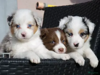 Border Collie honden Border collie puppies geboren op boerderij (BE) - Advertentie 1