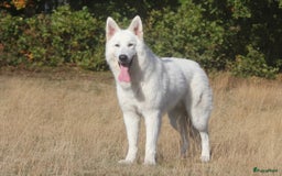 Kruising honden te koop: Nestaankondiging outcross zwitserse witte herder  - Afbeelding 3