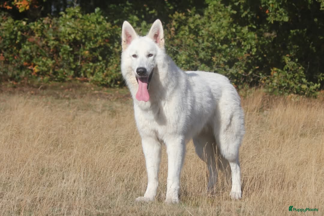 Kruising honden te koop: Nestaankondiging outcross zwitserse witte herder  - Afbeelding 3