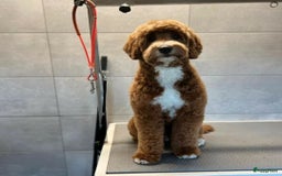 Labradoodle honden te koop: Prachtige medium labradoodle pups - Afbeelding 15
