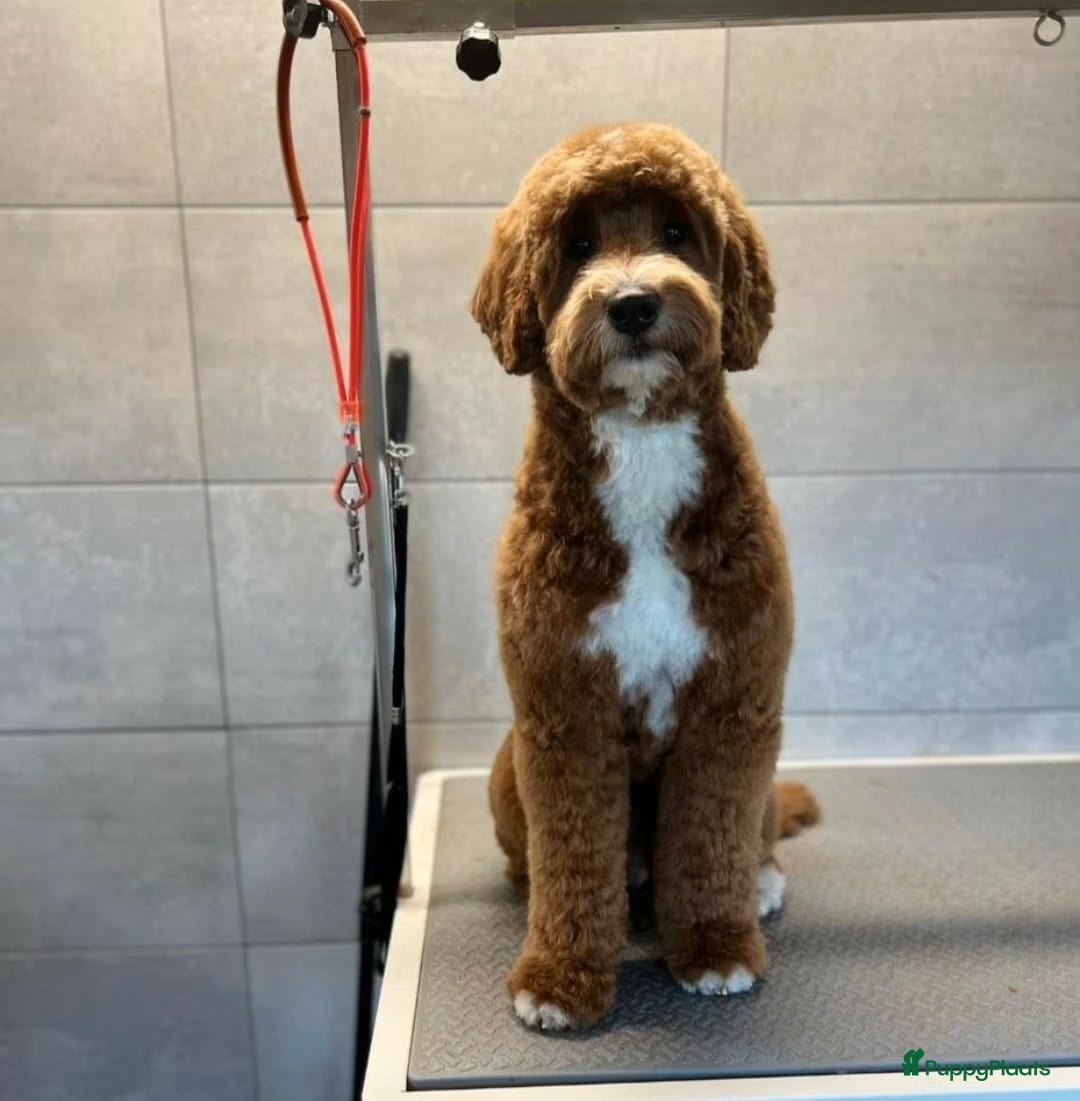 Labradoodle honden te koop: Prachtige medium labradoodle pups - Afbeelding 15