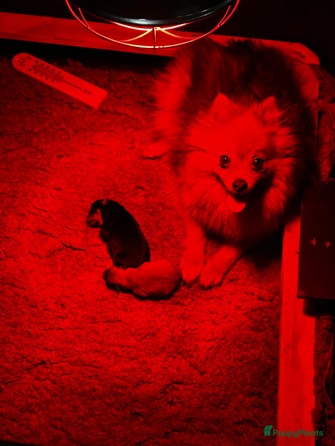 Pomeriaan honden te koop:  raszuivere Pomeriaan pups - Advertentie 10