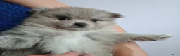 Pomeriaan honden te koop: Laatste pomeriaan reutje blue merle - Advertentie 2
