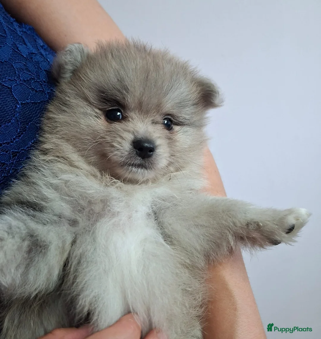 Pomeriaan honden te koop: Laatste pomeriaan reutje blue merle - Advertentie 2