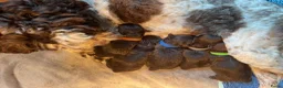 Kruising honden te koop: Chocolade medium labradoodle pups met Austr bloed - Advertentie 3