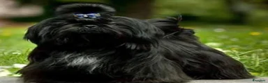 Shih Tzu 4