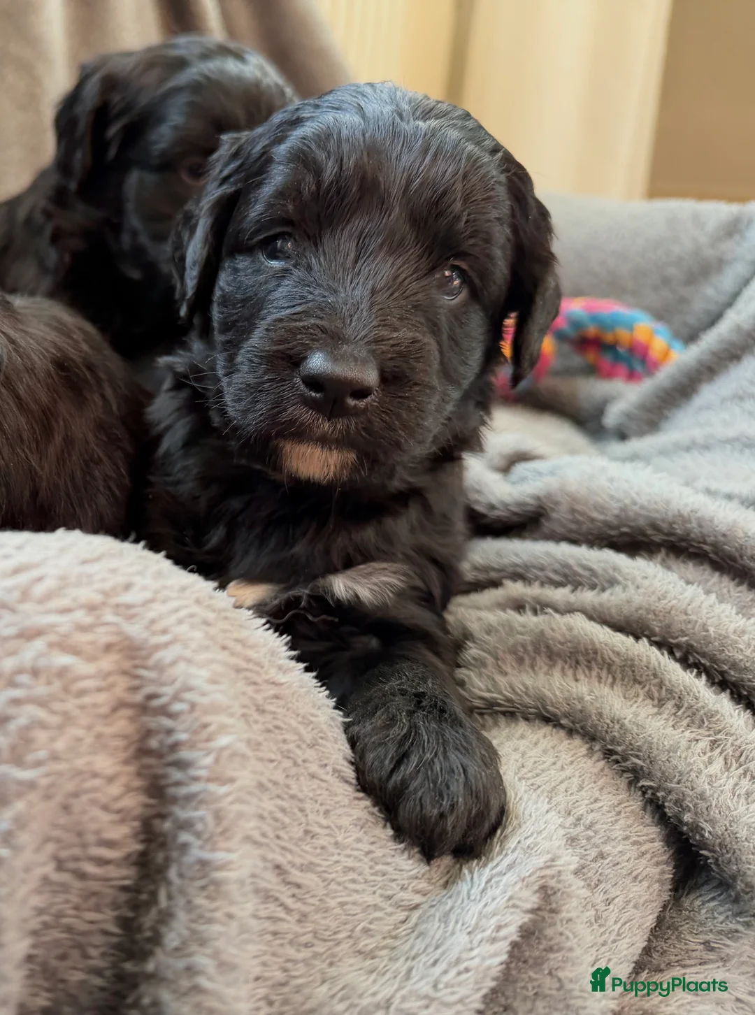 Bernedoodle honden te koop: Mini Bernedoodle pups te koop - Advertentie 4