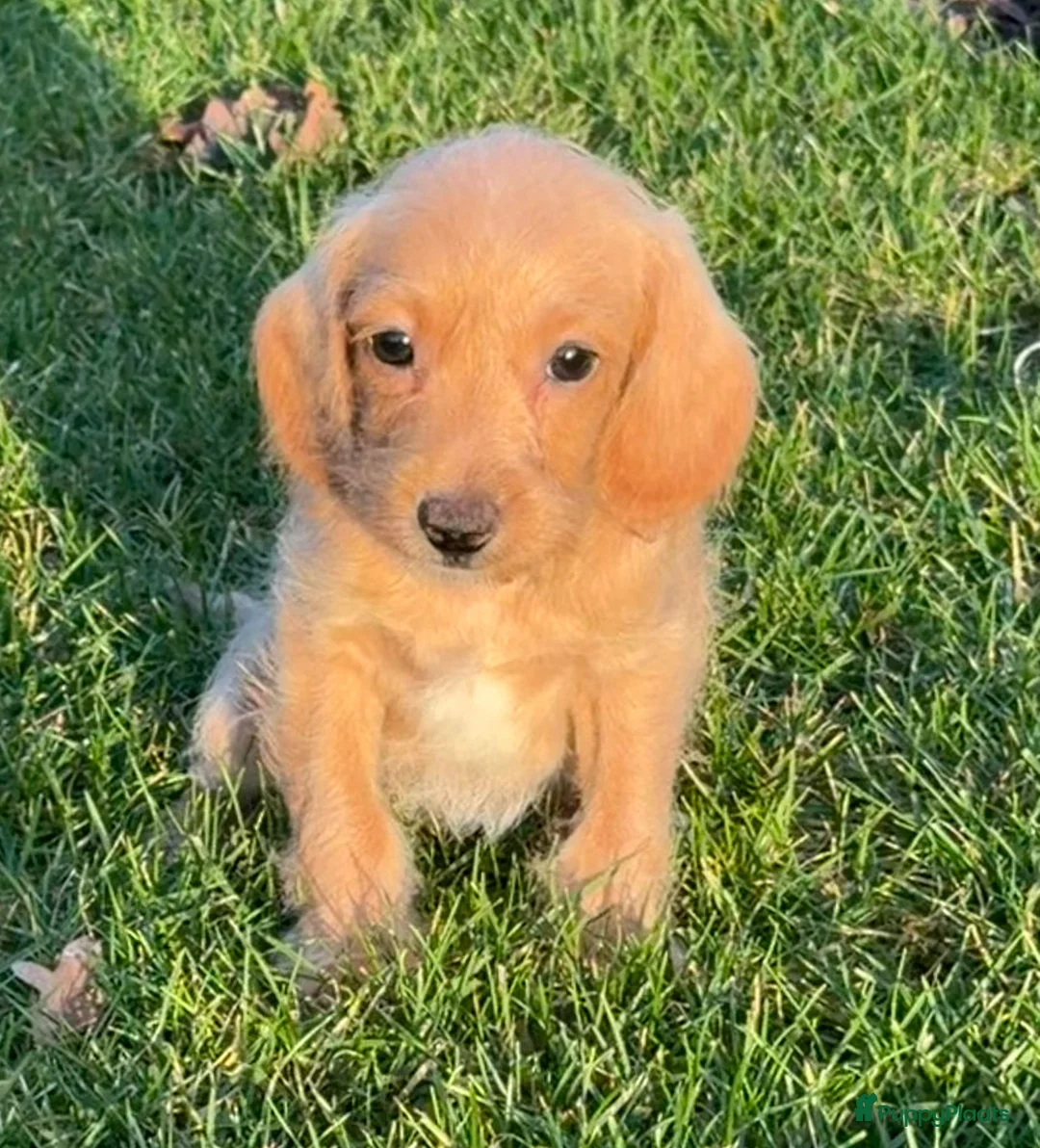 Maltipoo honden te koop: Leuke maltipoo pups  - Advertentie 6