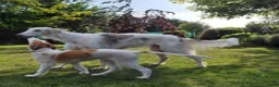 Barsoi honden te koop: Borzoi-teef uit FCI-kennel zoekt lief thuis  - Advertentie 1