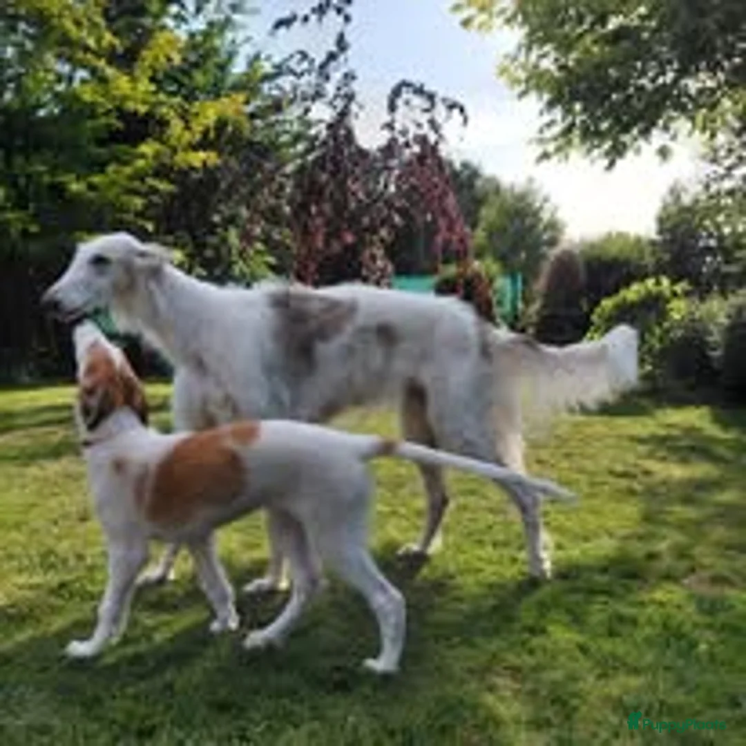 Barsoi honden te koop: Borzoi-teef uit FCI-kennel zoekt lief thuis  - Advertentie 1
