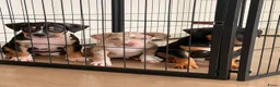 Amerikaanse Bully honden te koop: American Bully xl puppy’s  in Eindhoven - Advertentie 1